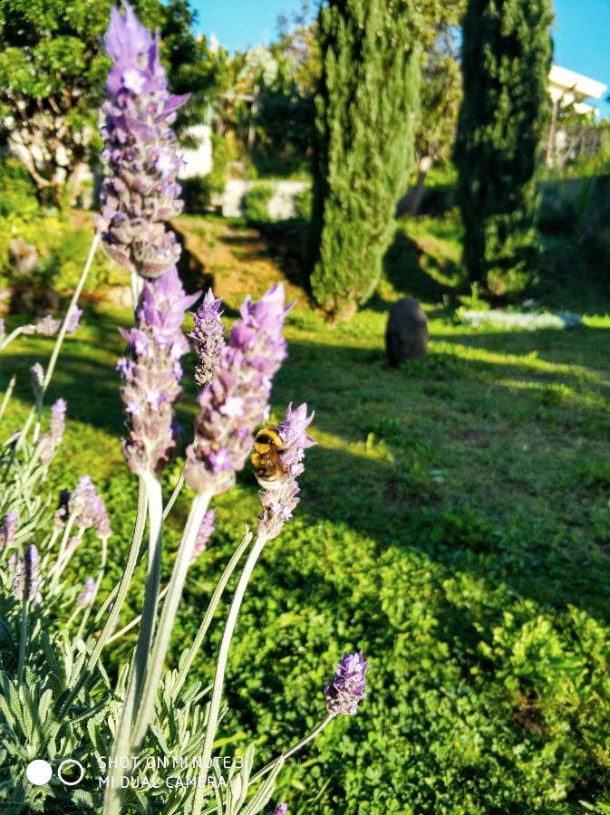 Rochas Shared Apart Garden Refuge Funchal  Exterior foto